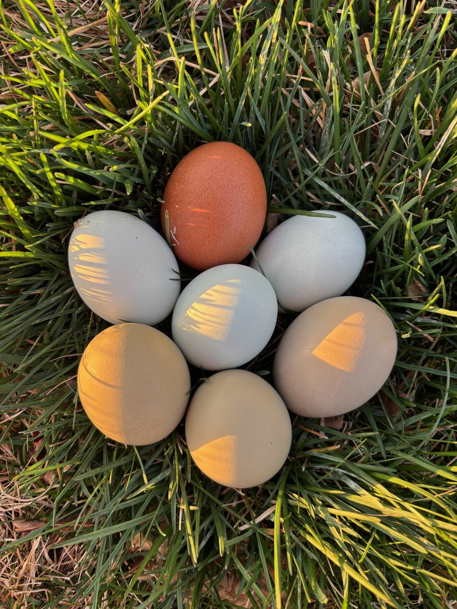 Pasture-Raised Rainbow Eggs – Fresh Local Backyard Eggs