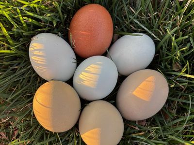 Pasture-Raised Rainbow Eggs – Fresh Local Backyard Eggs