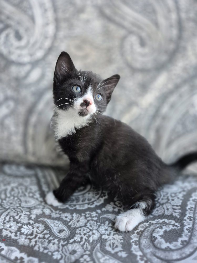 Friendly, litterbox trained,  adorable kittens! great with kids!