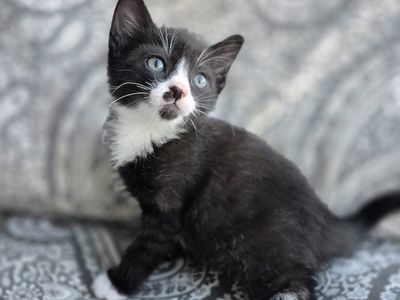 Friendly, litterbox trained, adorable kittens! great with kids!
