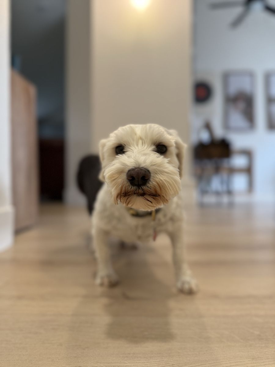 Miniature Schnauzer puppies