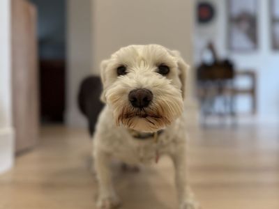 Miniature Schnauzer puppies