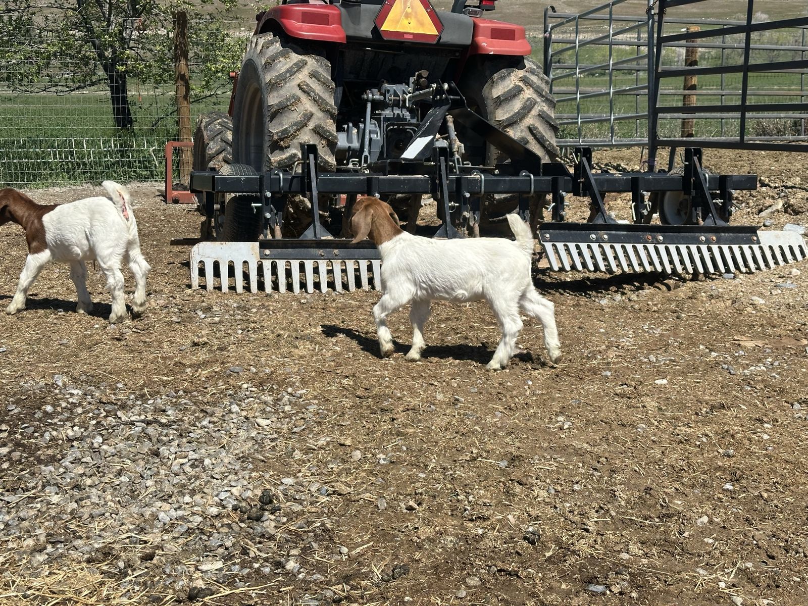 Bottle Baby Boer Goat Dappled
