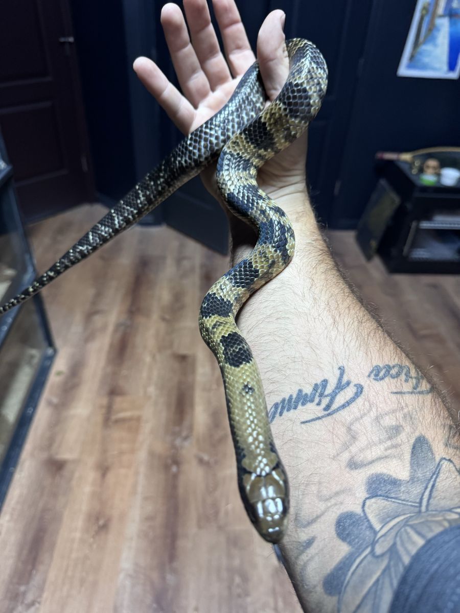 2025 false water cobras