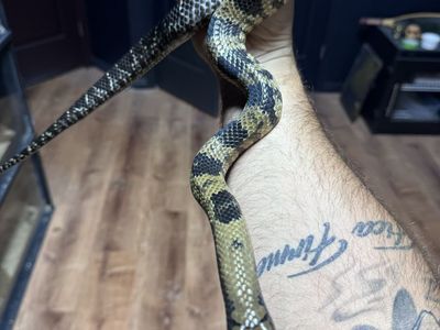 2025 false water cobras