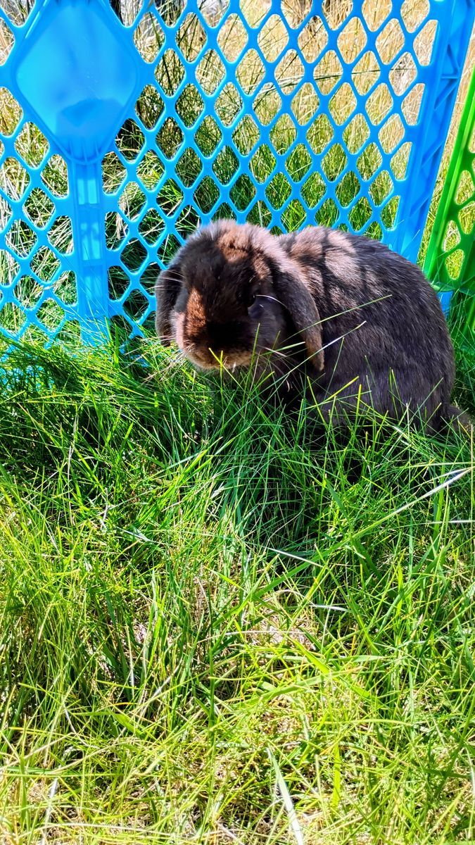 Male Mini Lop