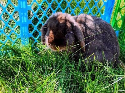 Male Mini Lop