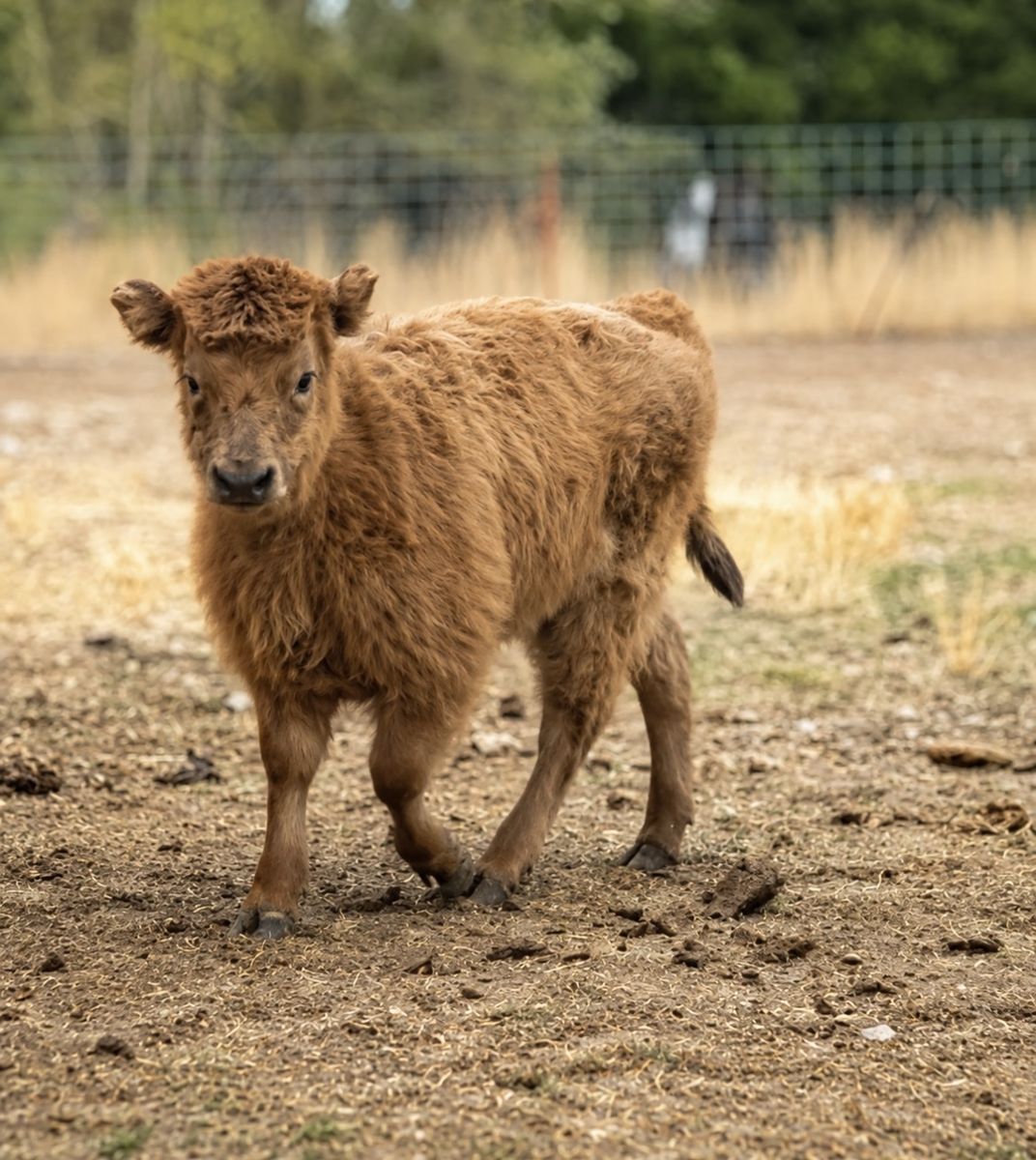 Dun mini/mid Highland heifer calf