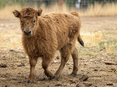 Dun mini/mid Highland heifer calf