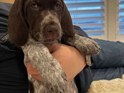 German Short Hair & Wired Hair Griffon Puppy -- One Male Left