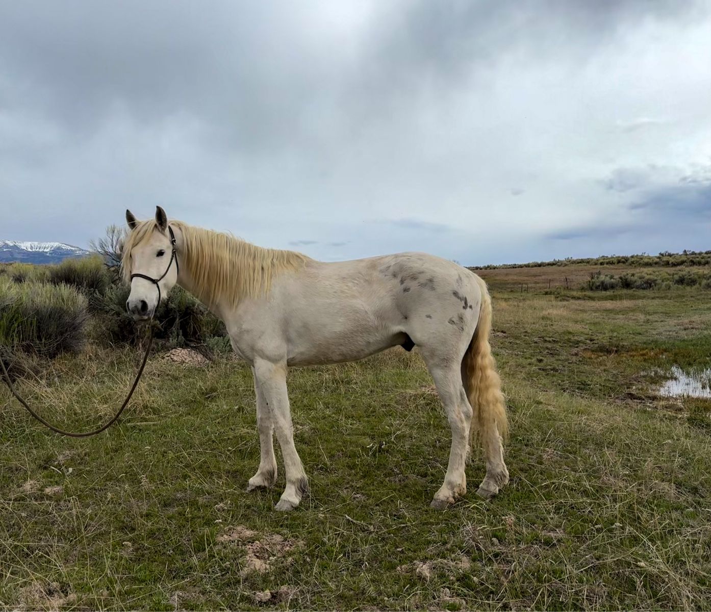 Kid broke 5 year old Gelding