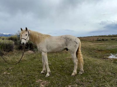 Kid broke 5 year old Gelding