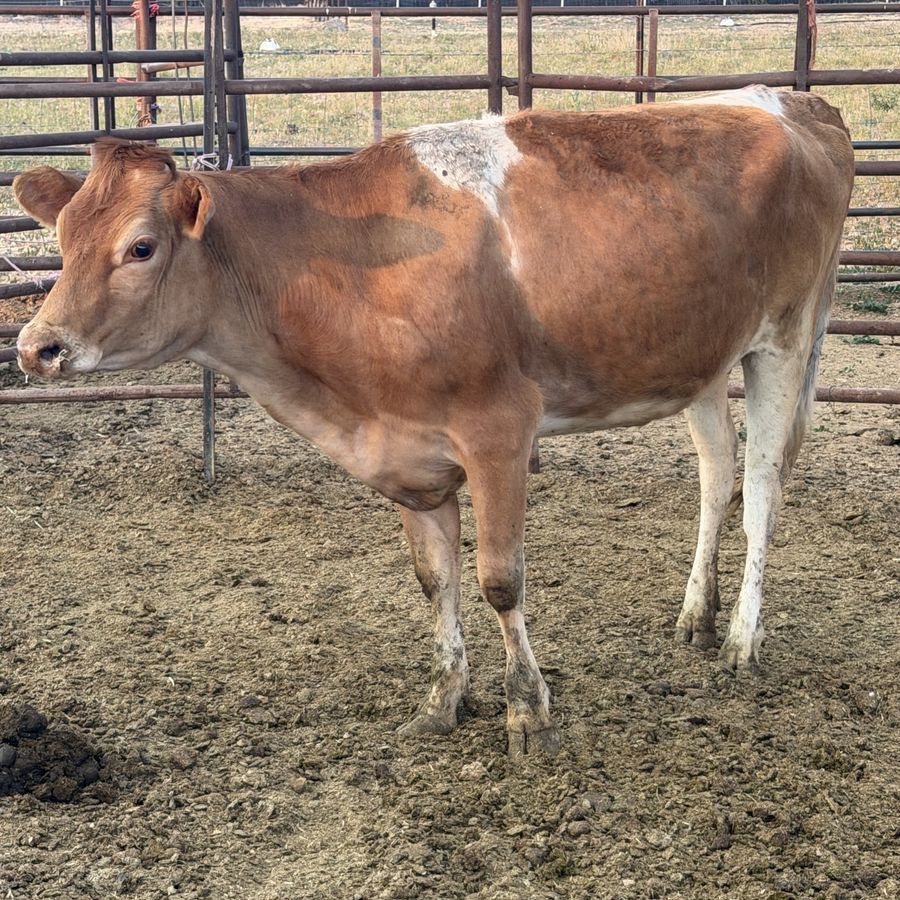 (2) jersey heifers