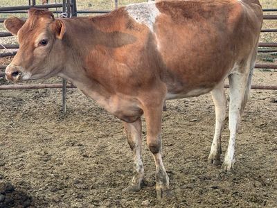 (2) jersey heifers