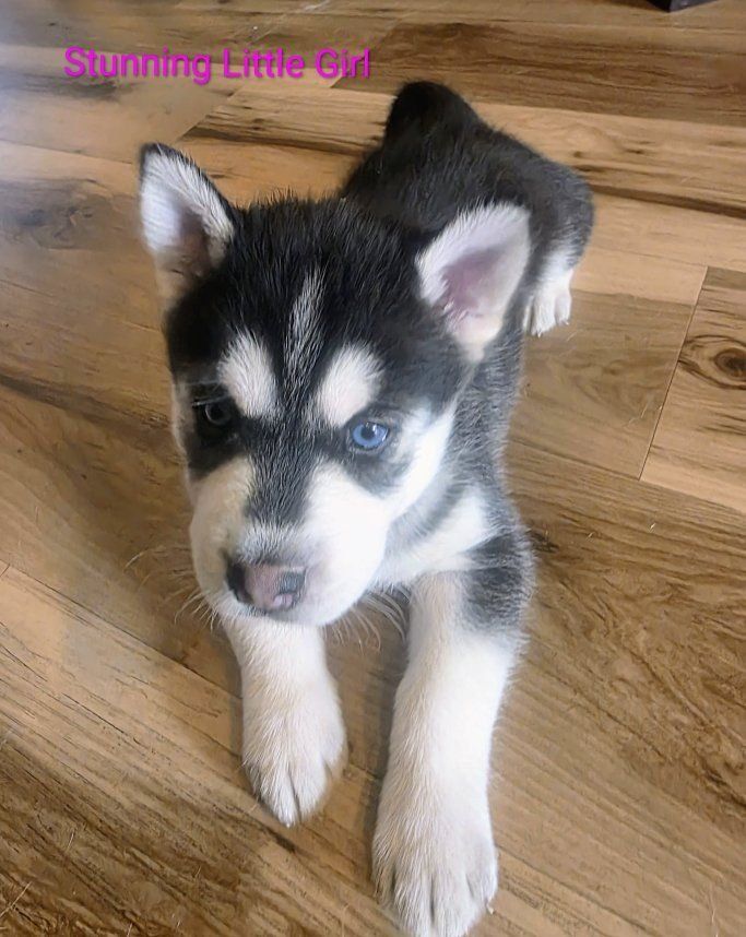Adorable Husky Pups Ready September 4th