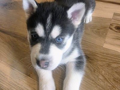 Adorable Husky Pups Ready September 4th
