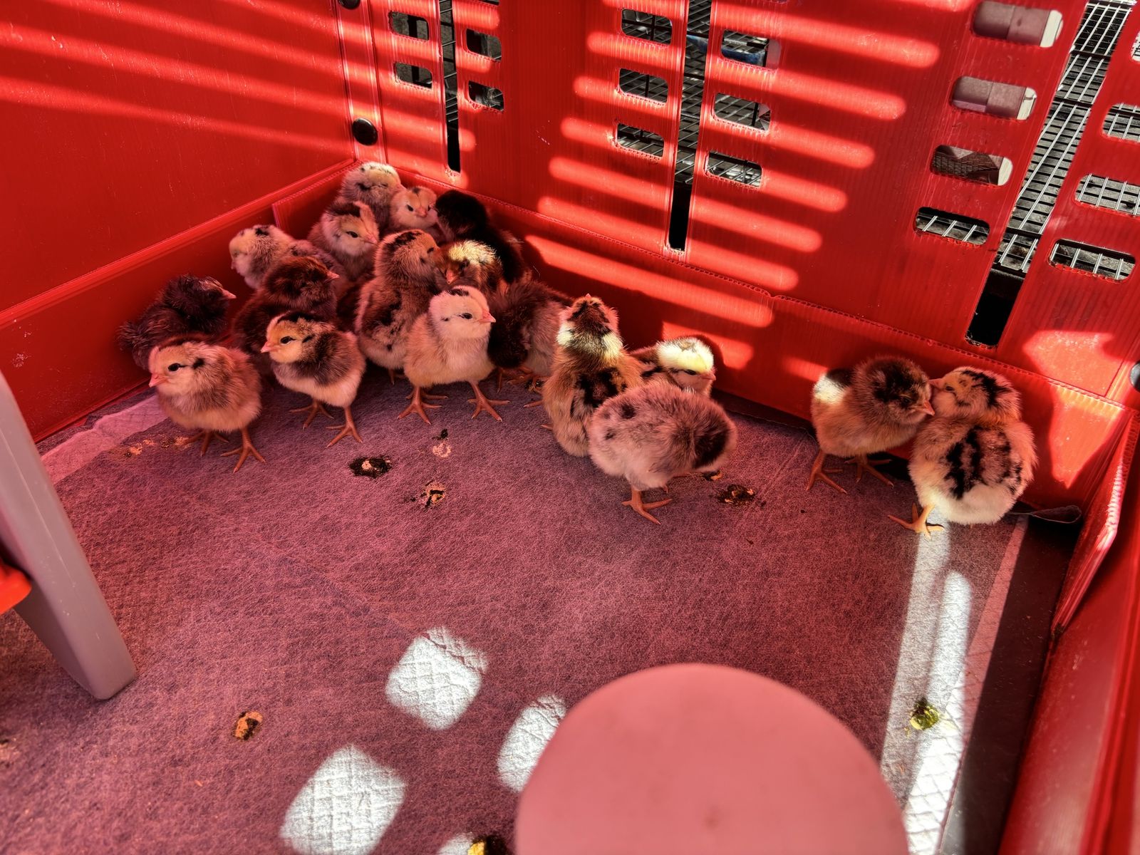 Ameraucana & Easter EggerS (blue eggs) Chicks!