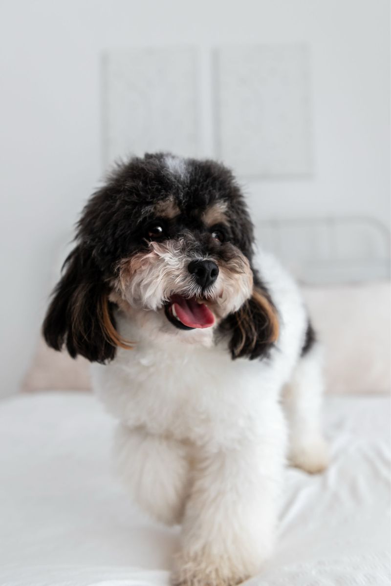 Tricolor poodle 5lbs wet