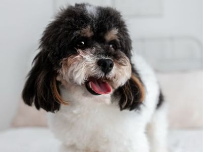 Tricolor poodle 5lbs wet