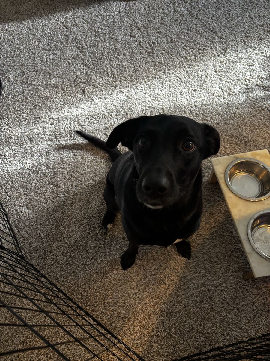 Friendly Black border collie/ cattle dog  Mix Looking for Loving Home