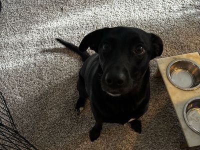 Friendly Black border collie/ cattle dog Mix Looking for Loving Home