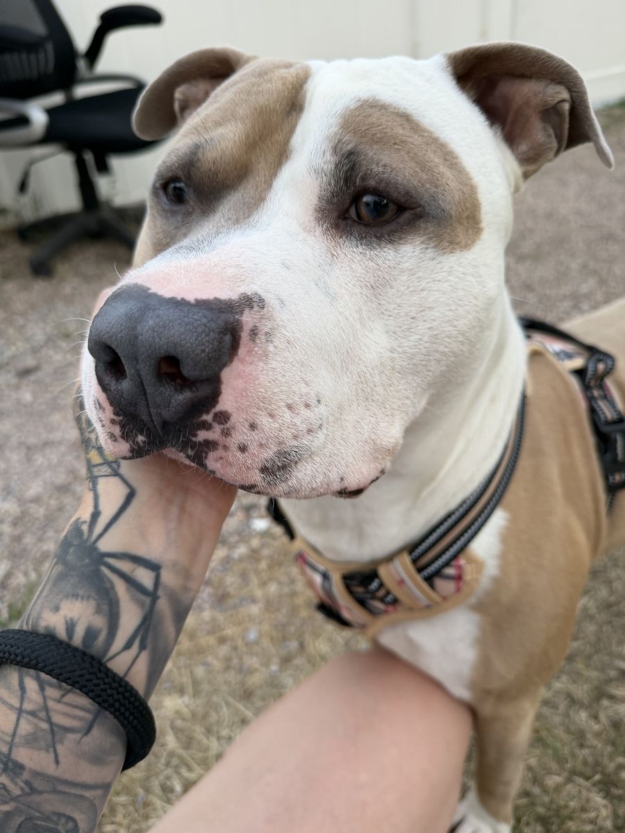Pitbull Dog - Fawn and White
