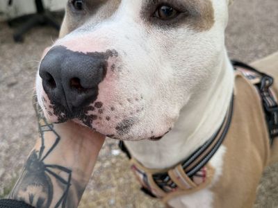 Pitbull Dog - Fawn and White