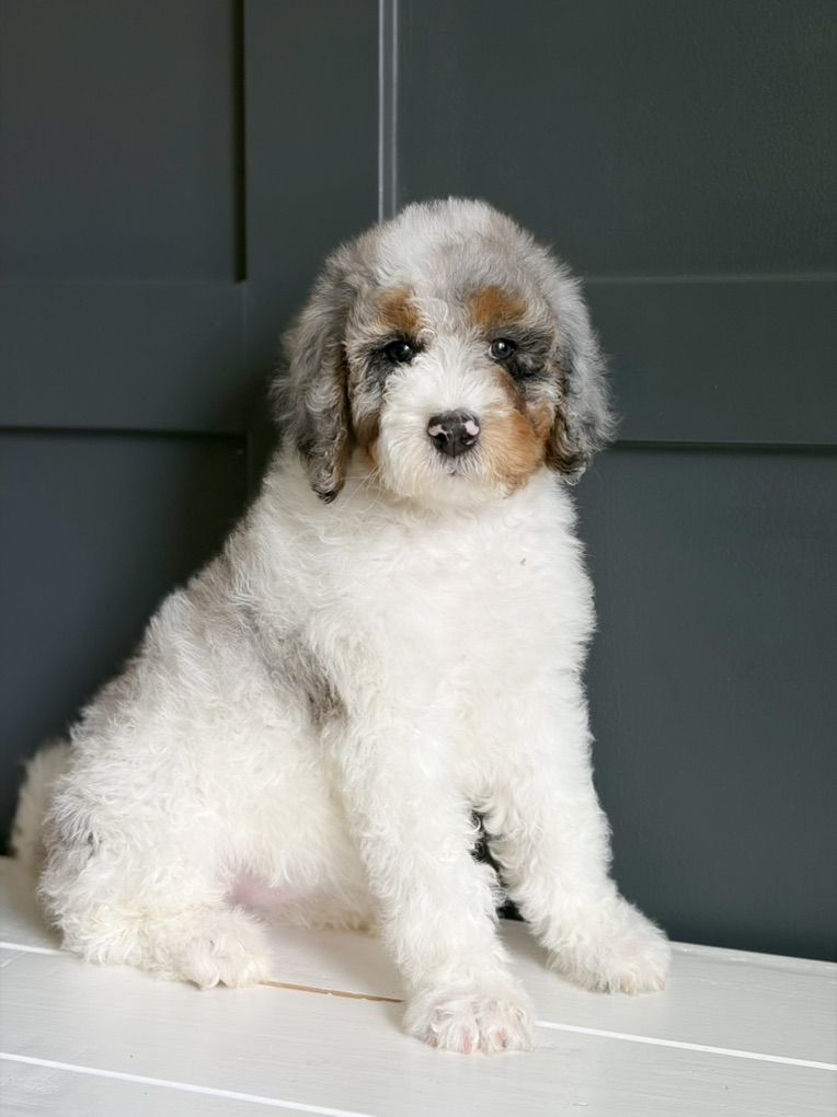 Medium F1b Goldendoodle Puppy