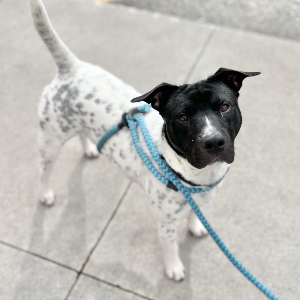 Hello my name is Nick