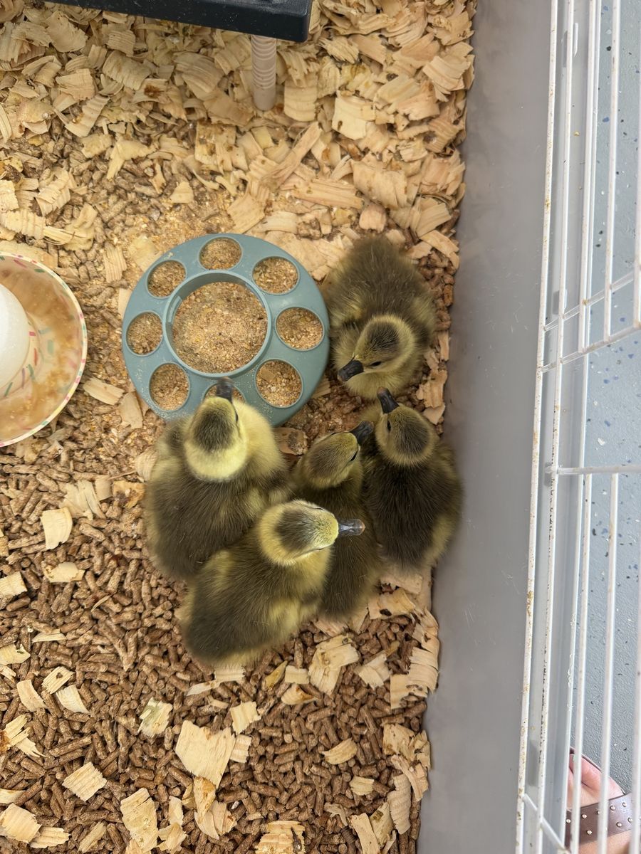 Greylag goslings