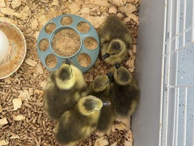 Greylag goslings