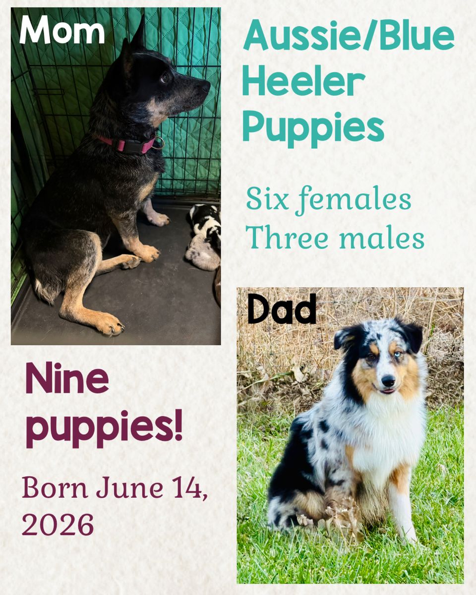 5 Left-Australian Shepherd / Blue Heeler Mix Puppies