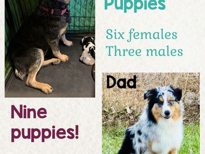 5 Left-Australian Shepherd / Blue Heeler Mix Puppies