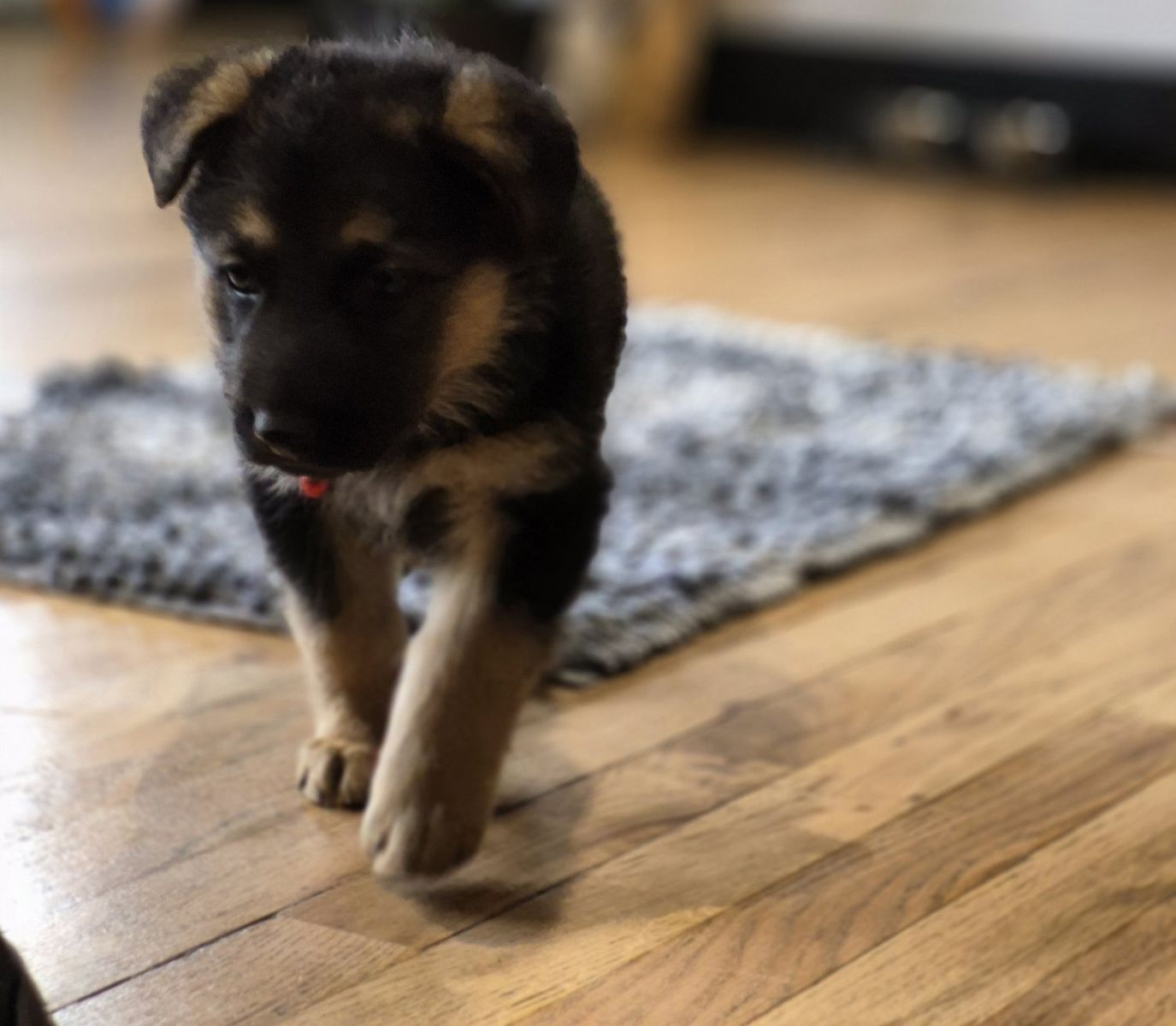 German Shepherd Puppies For Sale!