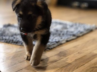 German Shepherd Puppies For Sale!