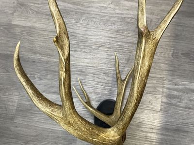 29” Wide Mule Deer Rack! Dark Timber buck!