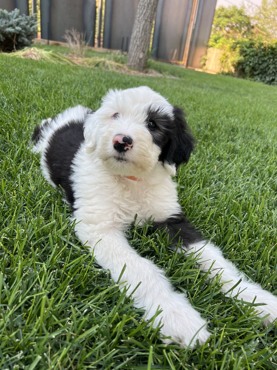 Puppies