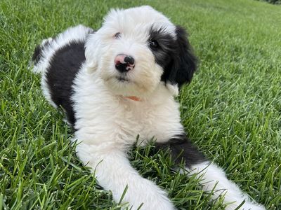 Puppies