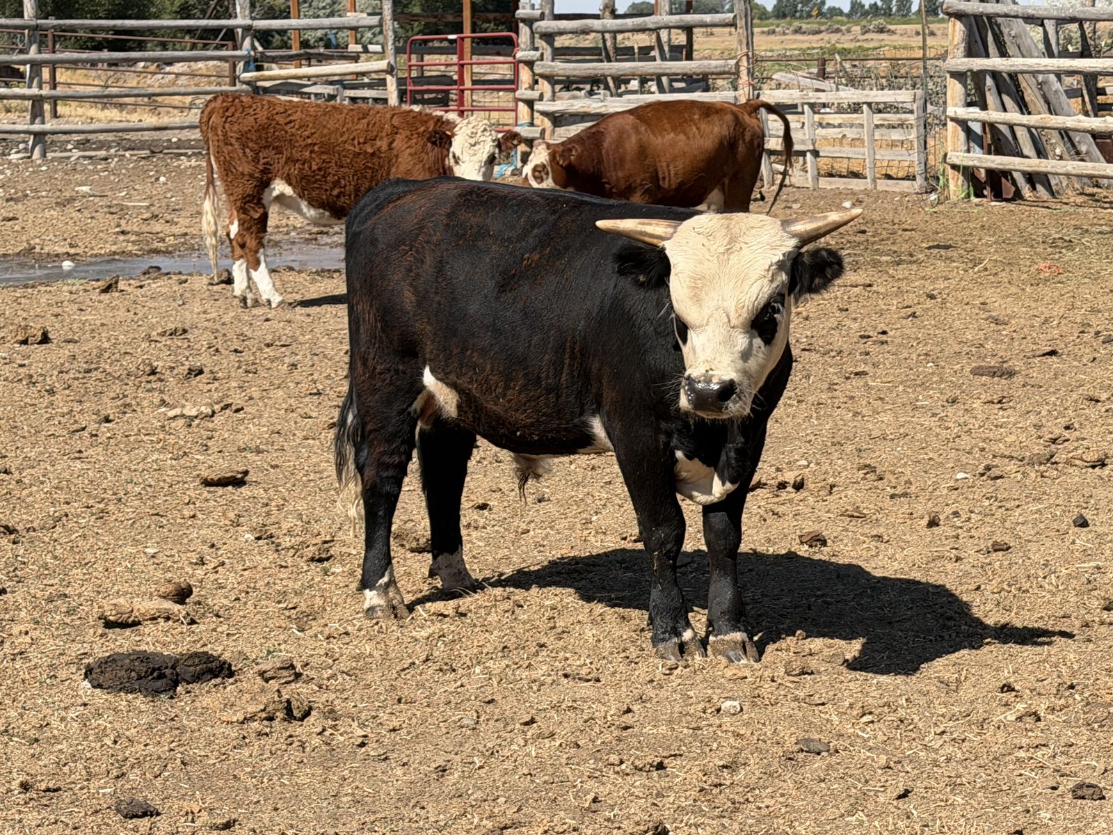 Yearling mini bull