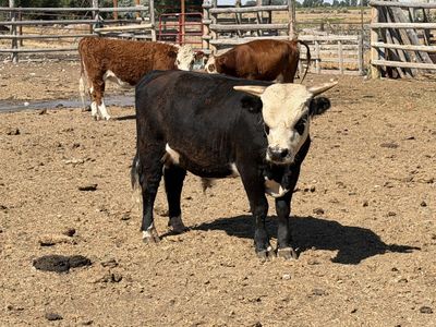 Yearling mini bull