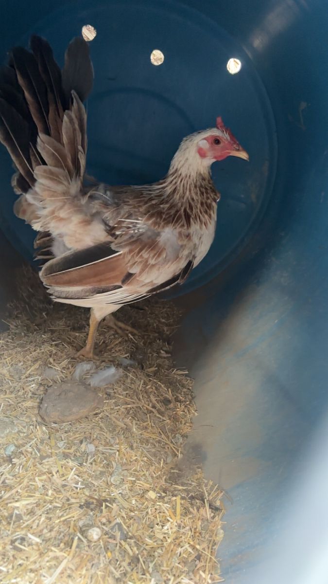 Gamefowl hens