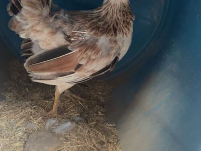 Gamefowl hens