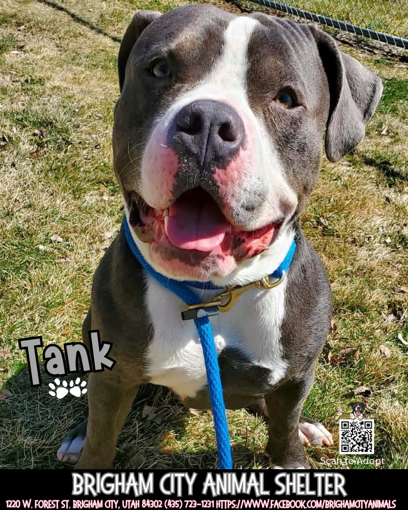 Tank the American Bully Pup Needs a Home