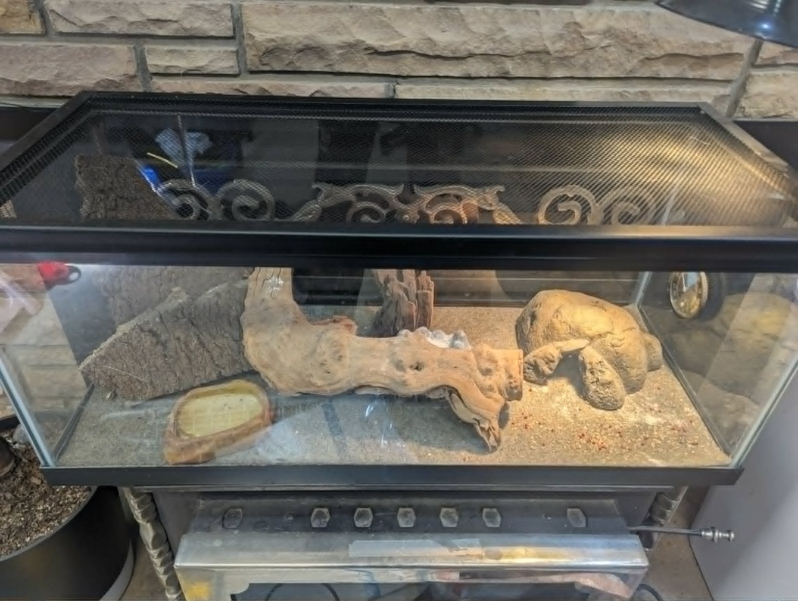 Leopard Gecko with entire setup