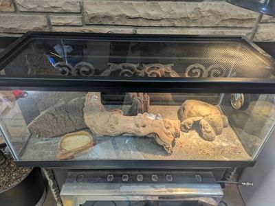 Leopard Gecko with entire setup