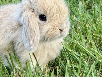 Holland Lops