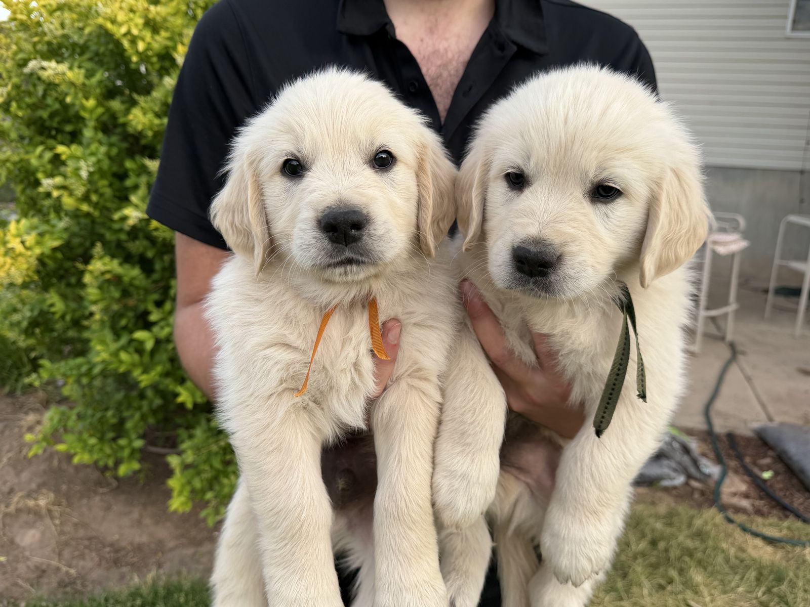 AKC English Golden Retriever Puppies