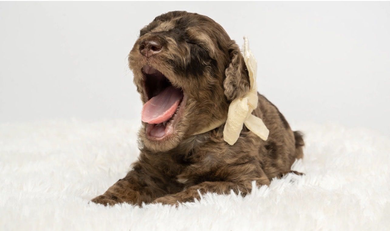 AKC Moyen Poodle Female