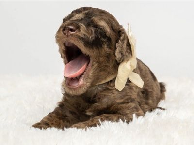 AKC Moyen Poodle Female