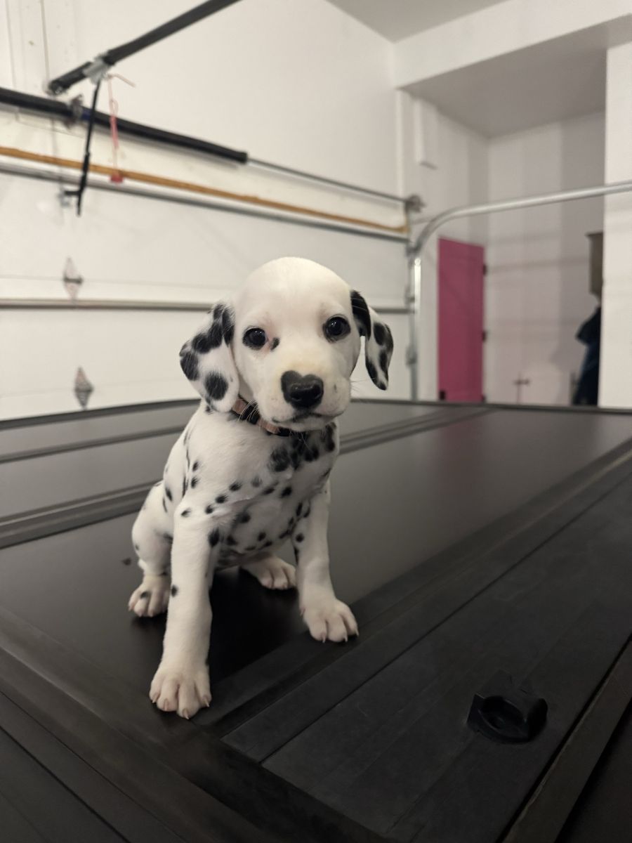 Purebred Dalmatian Puppies